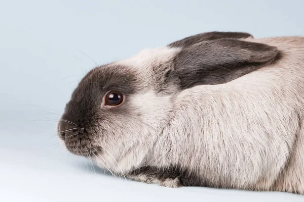 Lop conejo sobre fondo aislado — Foto de Stock