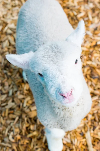 Baby lamm ansikte — Stockfoto