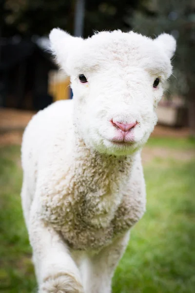 Cara de cordeiro bebê — Fotografia de Stock