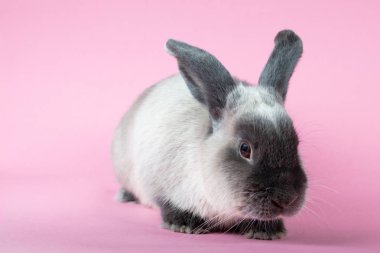 İzole Arkaplanda Tavşan Kesme