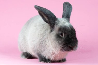 İzole Arkaplanda Tavşan Kesme