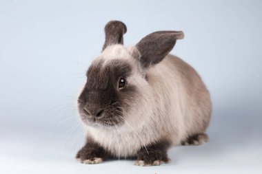 İzole Arkaplanda Tavşan Kesme