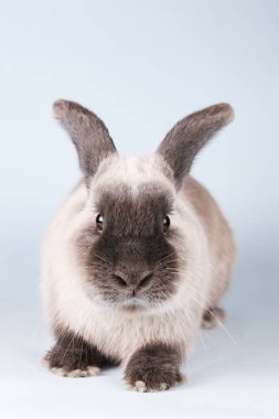 İzole Arkaplanda Tavşan Kesme