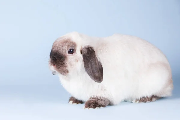 Mini Lop Conejo sobre fondo aislado — Foto de Stock