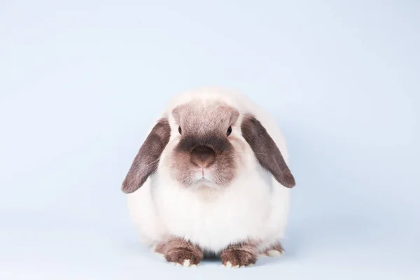 Mini Lop coelho em fundo isolado — Fotografia de Stock