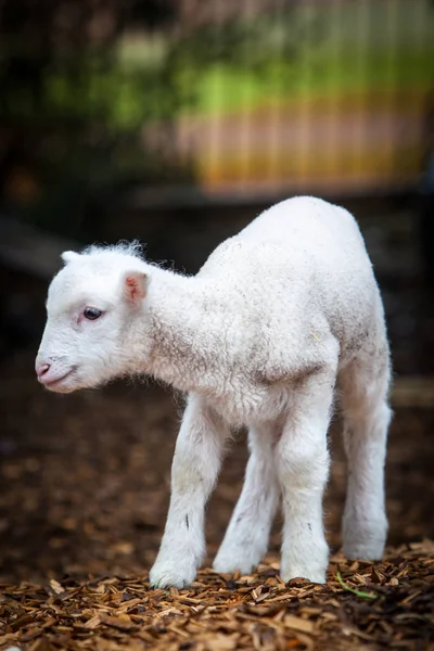 Visage d'agneau bébé — Photo
