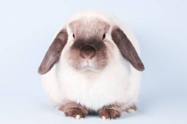 İzole Arka Plan üzerinde Mini Lop Tavşan