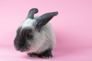 İzole Arkaplanda Tavşan Kesme