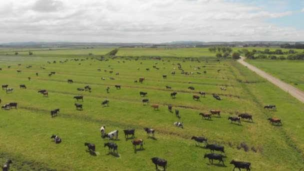 Campo de vacas — Vídeo de stock