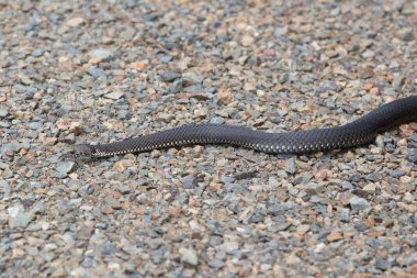 Alp Bakırbaşlı Yılan