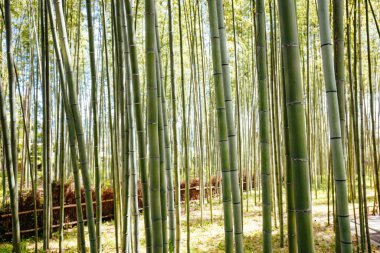 arashiyama bambu ormanı