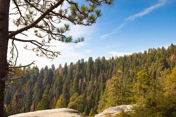 Sequoia National Park Lookout — Stockfoto