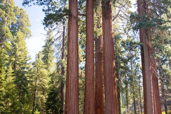 Parque Nacional de Sequoia — Foto de Stock