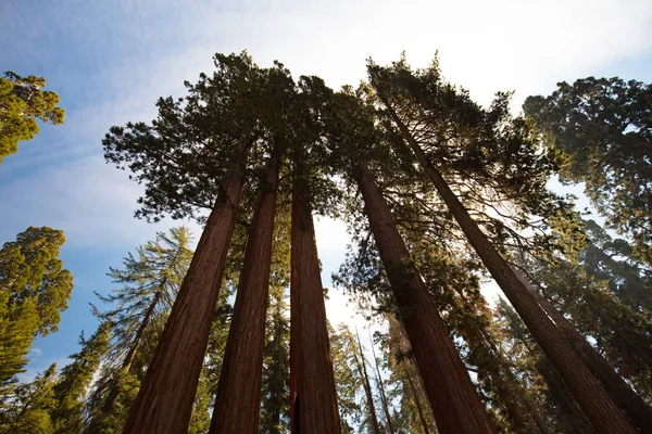 Stromy v národním parku Sequoia — Stock fotografie