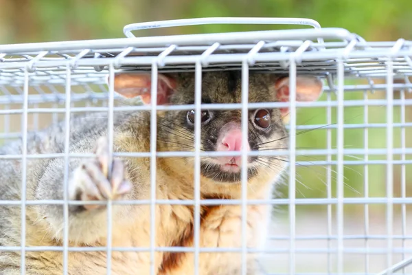 Possum Caught In a Trap — Stock Photo, Image