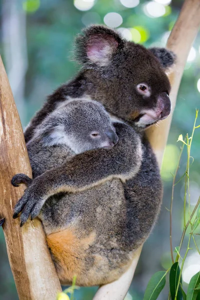 Koala and Joey — Stock Photo, Image