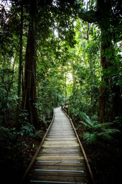 Avustralya 'daki Daintree Jindalba Boardwalk