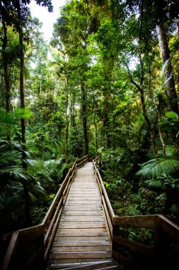 Avustralya 'daki Daintree Jindalba Boardwalk