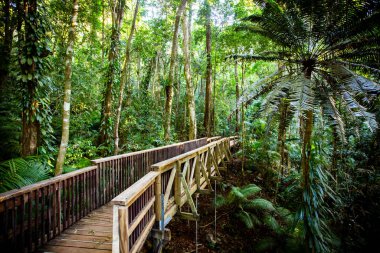 Avustralya 'daki Daintree Jindalba Boardwalk