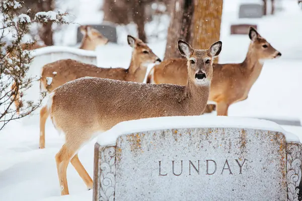Wild Deer in Fargo USA — Stock Photo, Image