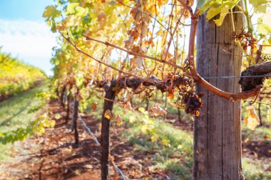 Avustralya 'daki King Valley Üzüm bağı