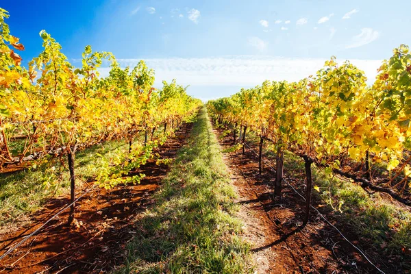 King Valley Vineyard in Australia — Stock Photo, Image