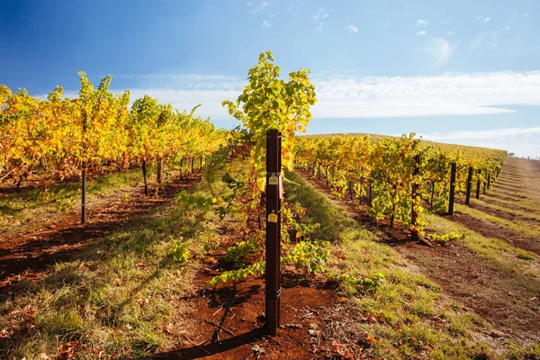 King Valley Vineyard in Australia — Stock Photo, Image