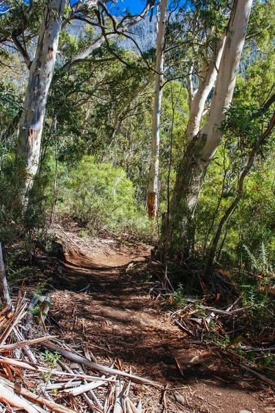 Thredo Valley Track στη Νέα Νότια Ουαλία Αυστραλία — Φωτογραφία Αρχείου