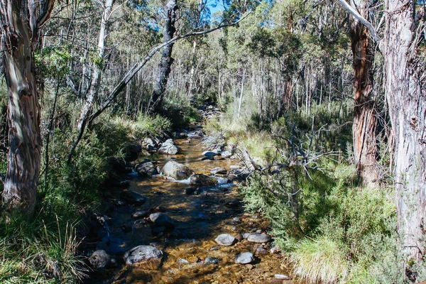 Thredo Valley Track i New South Wales Australien — Stockfoto