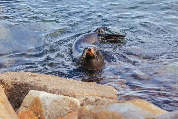Avustralya 'daki Narooma Körfezi' nde Mühür — Stok fotoğraf