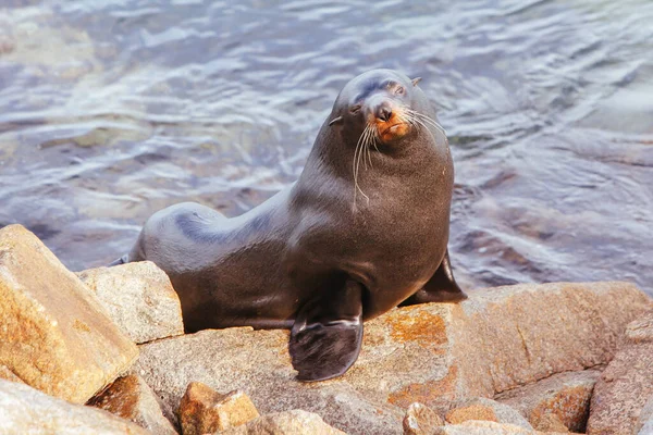 Sello en la entrada de Narooma Australia — Foto de Stock