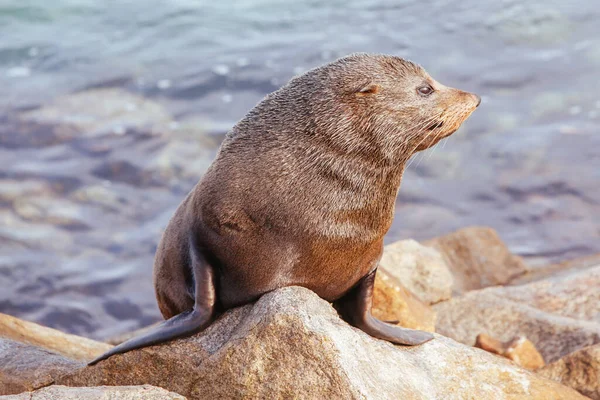 Sello en la entrada de Narooma Australia — Foto de Stock