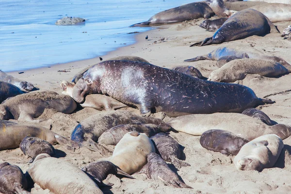 Elephant Seals in California USA — Stock Photo, Image