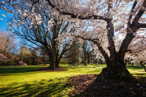 Christchurch Botanic Gardens en Nueva Zelanda — Foto de Stock
