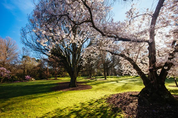 Ботанический сад Крайстчерча в Новой Зеландии — стоковое фото
