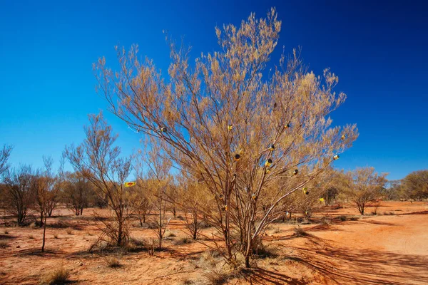 Árbol Vegemite en Territorio del Norte Australia — Foto de Stock