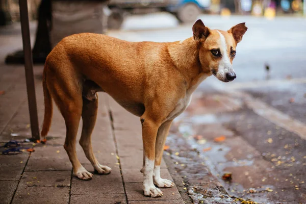 Straßenhund in Mumbai Indien — Stockfoto