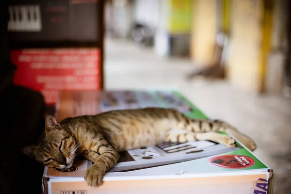 ムンバイの野良猫 — ストック写真