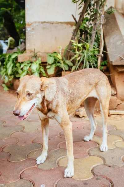Straßenhund in Mumbai Indien — Stockfoto