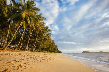 Palm Cove Sahili Queensland Avustralya