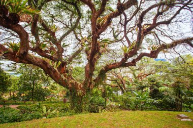Singapur 'daki Fort Canning Parkı