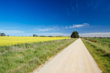 Victoria Avustralya 'da Canola Tarlaları