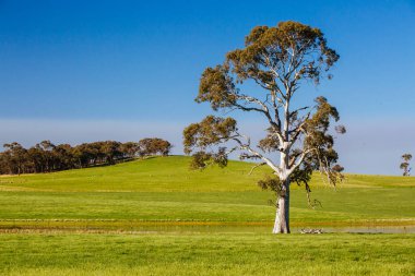 Maldon Victoria Avustralya yakınlarındaki kır manzarası