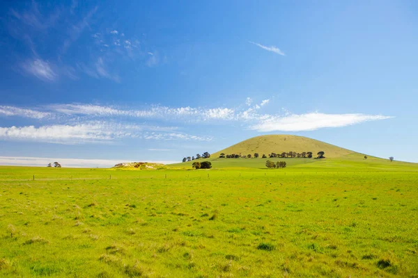 Campos de Canola em Victoria Austrália — Fotografia de Stock