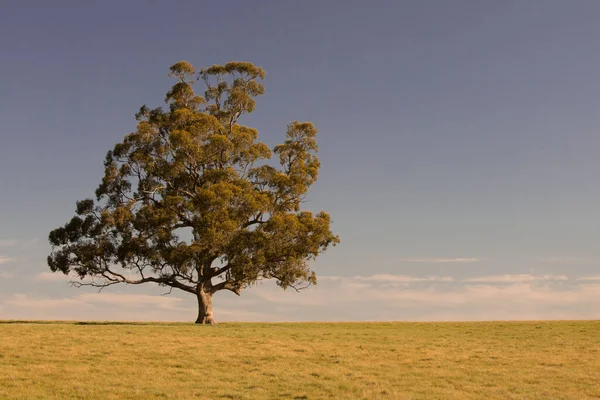 Landskap nära Maldon Victoria Australien — Stockfoto