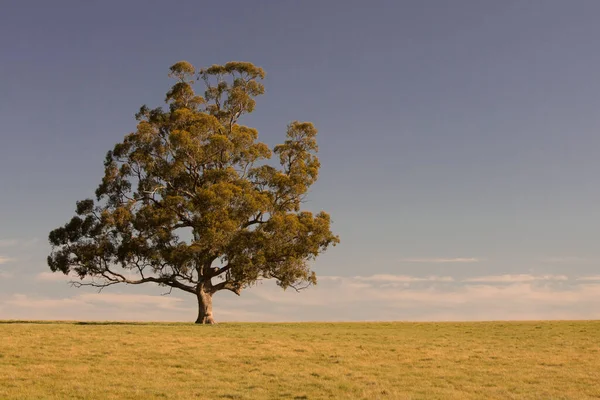 Paisaje rural cerca de Maldon Victoria Australia — Foto de Stock