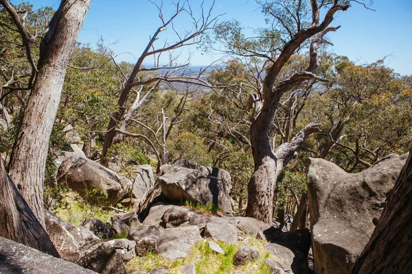 Ország Tájkép Mt Alexander Regionális Park Victoria Australia — Stock Fotó