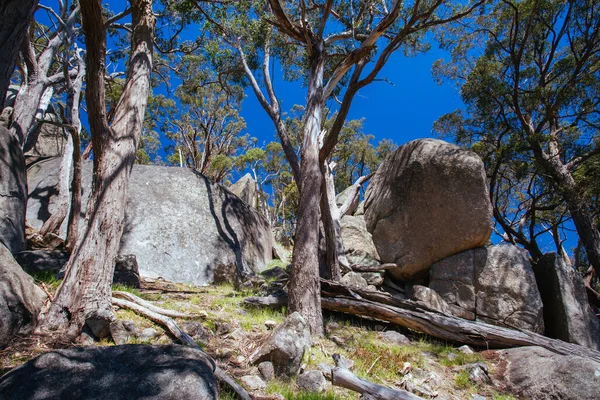 Країна Ландшафт Mt Alexander Regional Park Victoria Australia Стокове Зображення