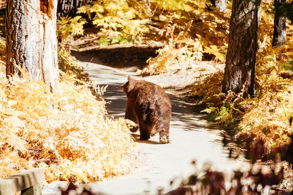 Black Bear in Sequoia California USA — Stock Photo, Image