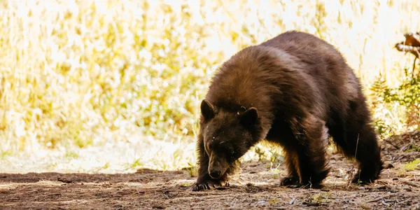 Black Bear in Sequoia California USA — Stock Photo, Image